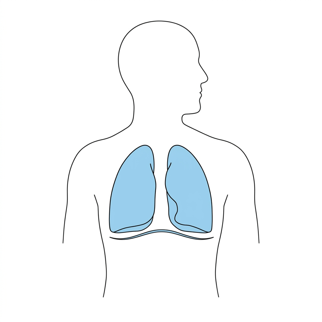 Diagram of human lungs with airflow and gas exchange process in alveoli